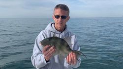 Grey triggerfish caught while fishing in AL