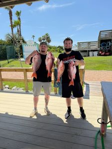 Four red snapper displayed after successful fishing trip in Orange Beach Alabama