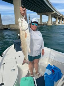 Large redfish caught while fishing in Orange Beach Alabama