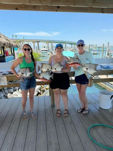 Fresh caught spadefish displayed on fishing dock in Orange Beach AL