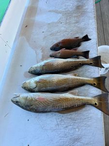 5 redfish and grey snappers caught in Orange Beach