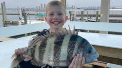 Sheepshead fish caught in AL