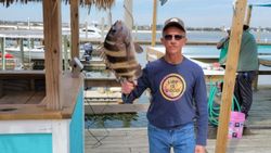 Sheepshead fish caught while fishing in Orange Beach