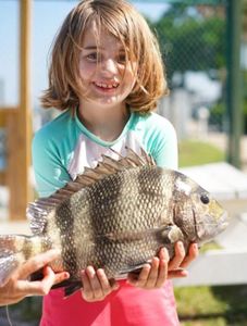 Sheepshead fish caught by angler in Orange Beach