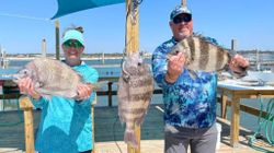 Three sheepshead fish caught during a fishing trip in Alabama