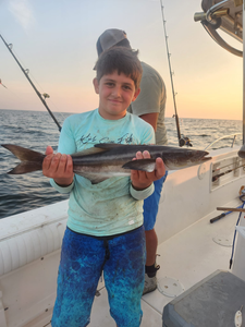 Cobia fish caught in FL on cruises, fishing trip