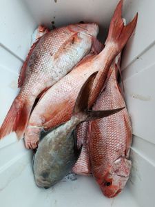 Two fish caught during a fishing cruise in Gulf Breeze