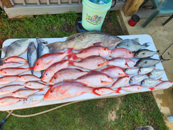 8 Grey Snapper and Longfin Yellowtail fish in the waters of Gulf Breeze