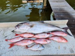 School of 5 Longfin Yellowtail and Scup fish in the Gulf Breeze