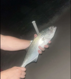 Photo of a bluefish caught while fishing in Santa Rosa Beach
