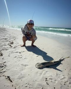 Bonnethead shark caught while fishing in FL