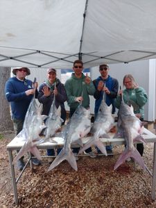 Big paddlefish haul! 🐟🎣