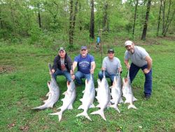 5 blue catfish caught in California