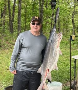 Large fish hanging from scale in California MO fishing location