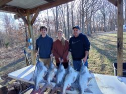 Four blue catfish caught in California