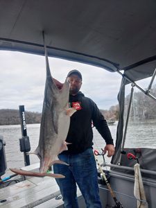 Gafftopsail sea catfish caught while fishing in Missouri
