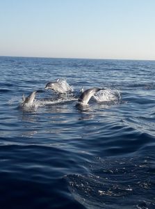 Fishing adventure in Florida