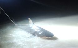 Blacktip shark caught during fishing trip in Navarre