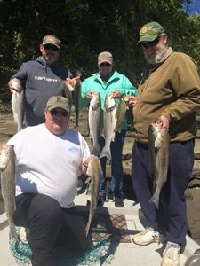 7 striped bass caught while fishing in Corning