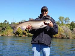 Chinook salmon caught while fishing in Corning