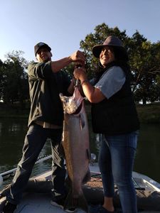 Coho salmon, 46-inch fish caught while fishing in CA
