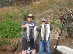 Four striped bass caught fishing in CA
