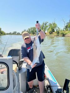 Striped Bass caught while fishing in CA