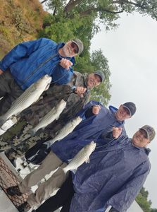 4 striped bass caught in CA