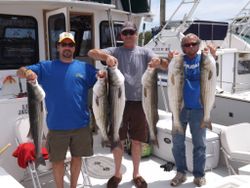 5 striped bass caught while fishing in MA