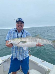 Striped bass caught while fishing in Cape Cod