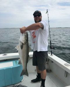 Striped bass caught in Cape Cod