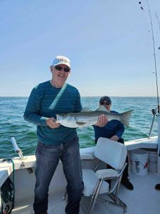 Striped bass caught in Cape Cod waters