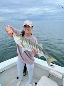Striped bass caught while fishing in Cape Cod