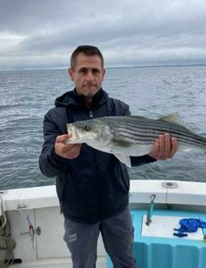 Striped Bass caught on fishing trip in Cape Cod