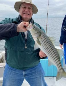 Striped bass caught fishing in Cape Cod