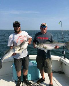 Two striped bass caught on a fishing trip in Cape Cod