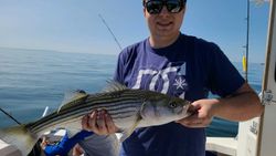 Striped bass caught while fishing in Cape Cod