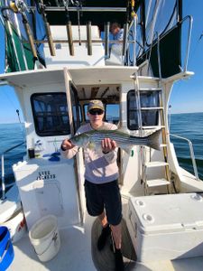 Striped bass caught while fishing in MA