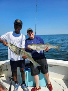 Two striped bass caught on a fishing trip in Cape Cod