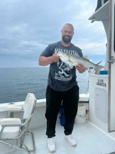 Striped Bass caught while fishing in MA