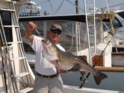 Striped bass caught while fishing in MA