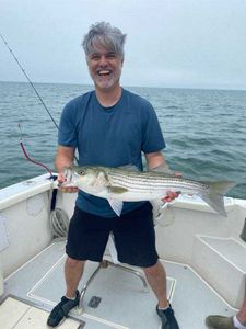 Striped bass fishing in MA