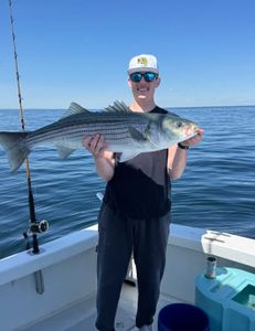 Striped bass caught while fishing in MA