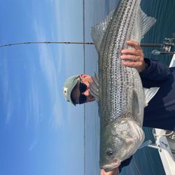 Striped bass caught while fishing in MA