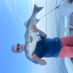 Striped bass fishing in MA
