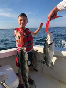 Two striped bass caught fishing at Cape Cod