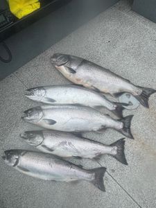 Deck full of shiny Coho Salmon—productive day!