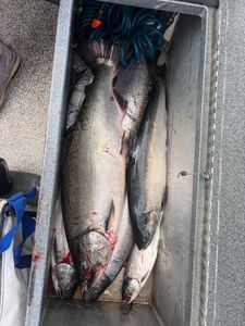 Two grayling fish caught while fishing in Corvallis