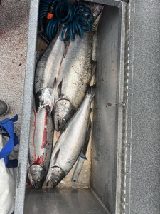 Great day trolling for Chinook salmon with heavy and light tackle plus drift fishing techniques!