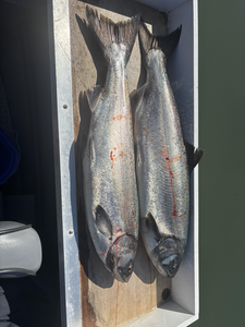 Reeling in these tasty Chinook salmon under a partly cloudy sky in Tillamook!